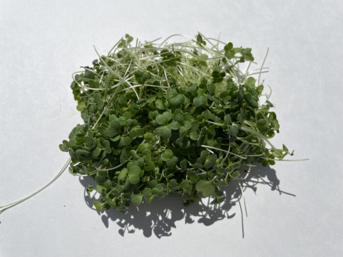 Micro pousses de brocoli 30g
