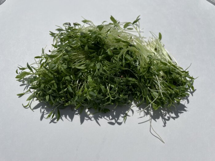 Micro pousses de coriandre 30g