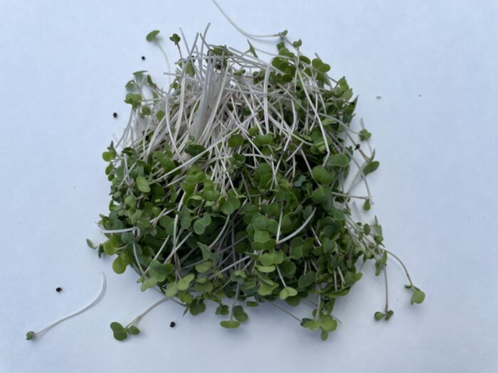 Micro pousses de Kales 30g